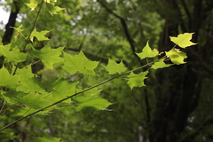 Acer laetum