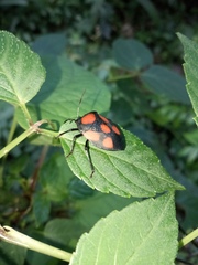Brachystethus rubromaculatus