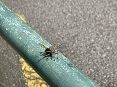 Aspilosterna albovittata