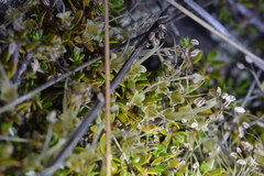 Coprosma perpusilla perpusilla