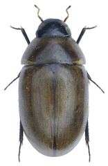 Enochrus melanocephalus