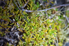 Coprosma perpusilla perpusilla
