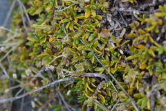Coprosma perpusilla perpusilla