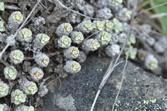 Raoulia parkii