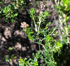 Pomaderris obcordata