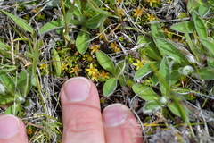 Stackhousia minima