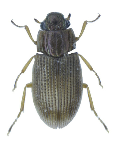 Helophorus