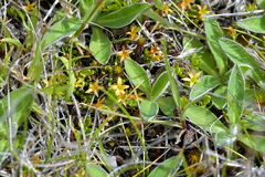 Stackhousia minima