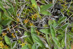 Stackhousia minima