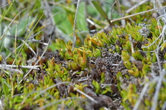 Stackhousia minima