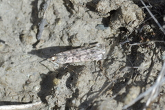 Eudonia gyrotoma