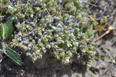 Pimelea sericeovillosa