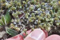 Pimelea sericeovillosa