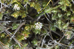 Pimelea sericeovillosa