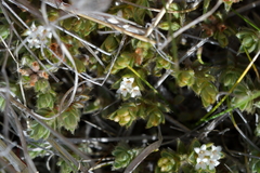 Pimelea sericeovillosa