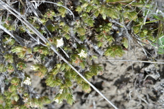Pimelea sericeovillosa