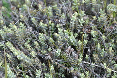 Veronica pimeleoides pimeleoides
