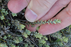 Veronica pimeleoides pimeleoides