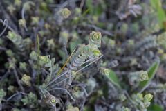 Veronica pimeleoides pimeleoides