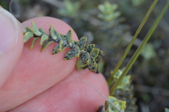 Veronica pimeleoides pimeleoides