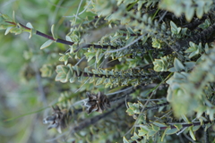 Veronica pimeleoides pimeleoides