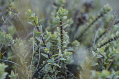 Veronica pimeleoides pimeleoides