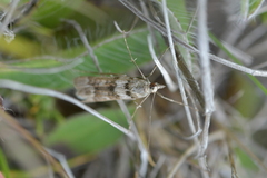 Eudonia gyrotoma
