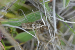Eudonia gyrotoma