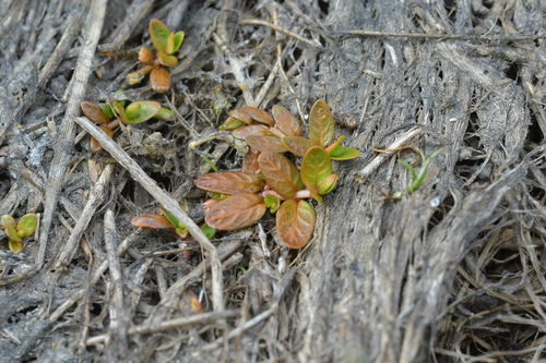 NZ small willowherb (Epilobium angustum)