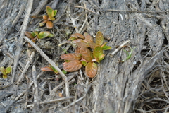 Epilobium angustum