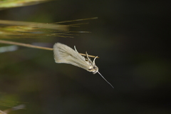 Tingena chloradelpha