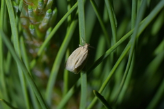 Tingena chloradelpha