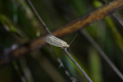 Tingena chloradelpha