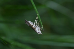Orocrambus corruptus