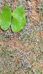Selaginella nivea