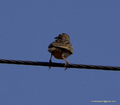Mirafra assamica