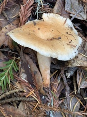 Lactarius subvillosus