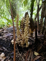 Balanophora latisepala