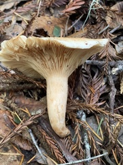 Lactarius subvillosus
