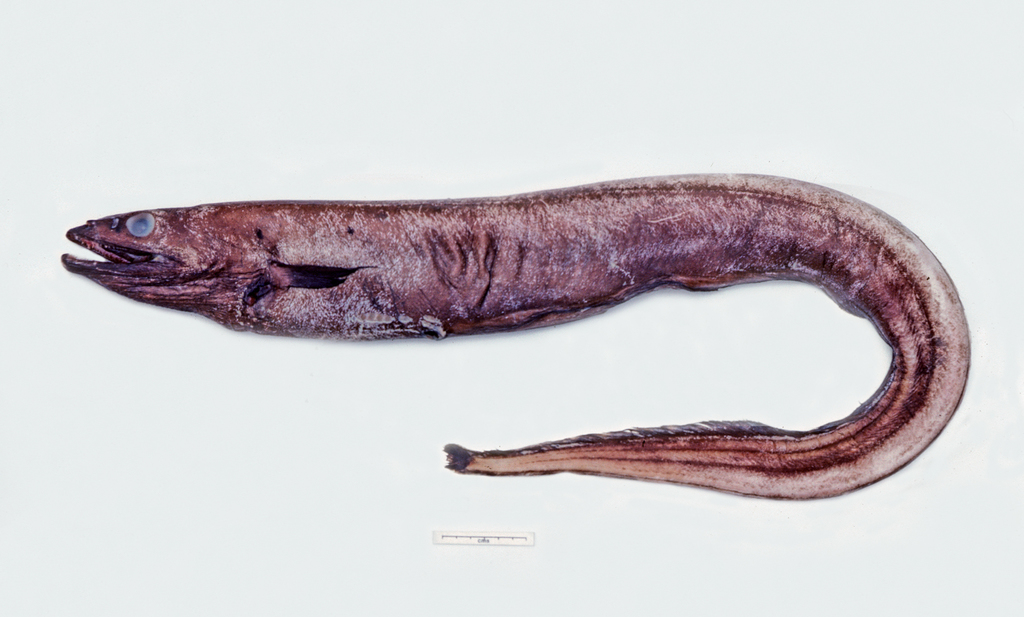 Basketwork Eel