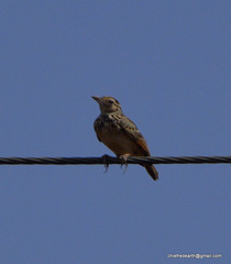 Mirafra assamica