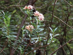 Pimelea gnidia