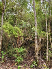 Pimelea gnidia