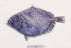 Pseudocyttus maculatus