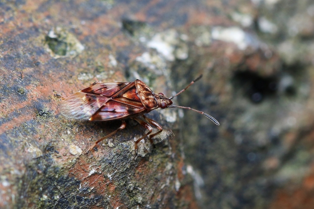 Pylorgus