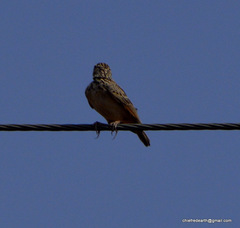 Mirafra assamica