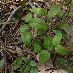 Lonicera macrantha