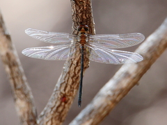 Austrophya mystica