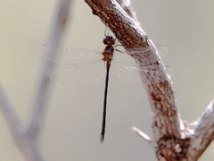 Austrophya mystica