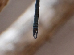 Austrophya mystica